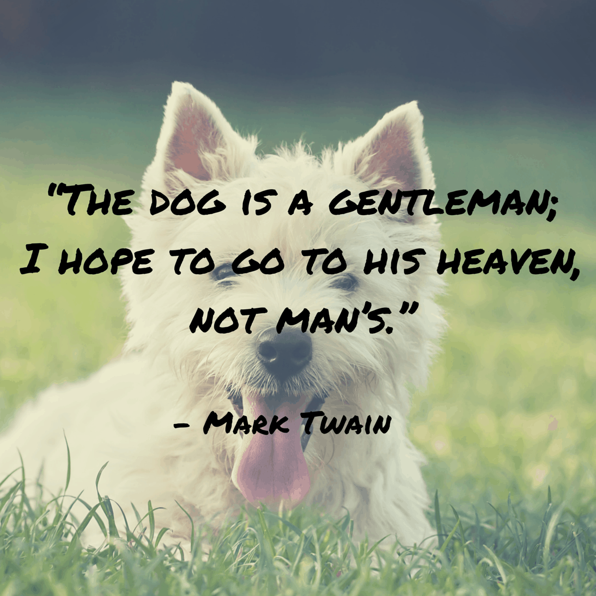 101 Dog Quotes (2022)